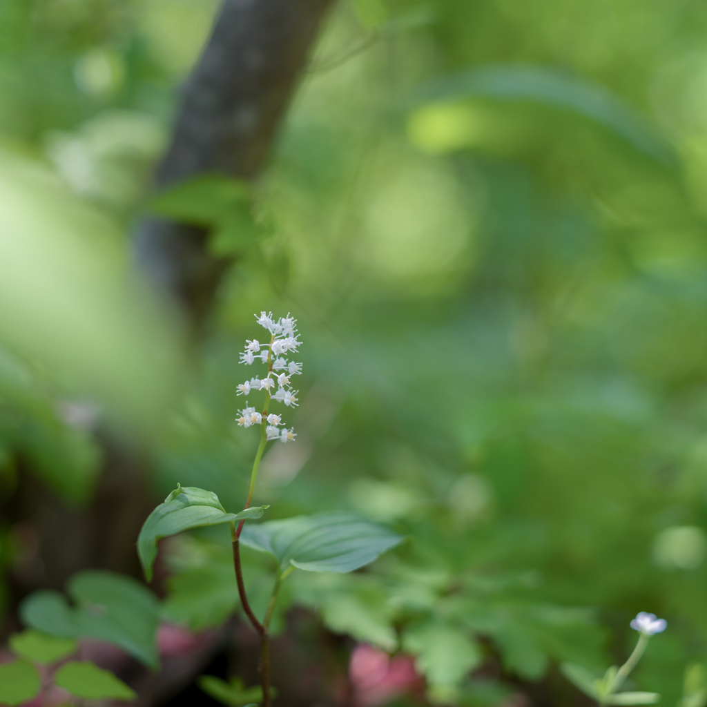 2023/05/12 舞鶴草・・・♡