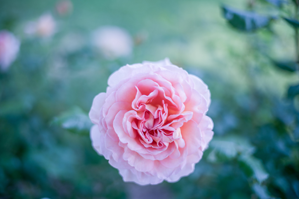 Rose collection  2019-07
