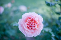 Rose collection  2019-07