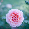 Rose collection  2019-07
