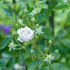 20220613 Rose collection ♡ 01