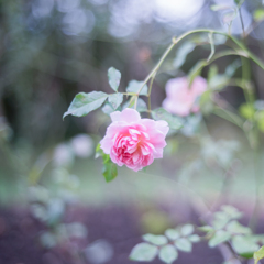 20201028 Rose collection ♡ 34