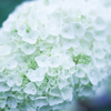 紫陽花 collection  2019-08