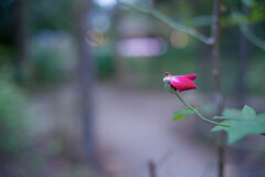 2022/09/16 Rose collection ♡ 2022-09