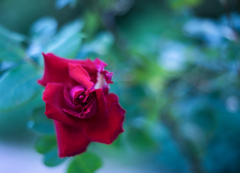 Rose ♡ collection  2020-03