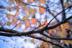 2025/11/08 ほんのり・・・♡