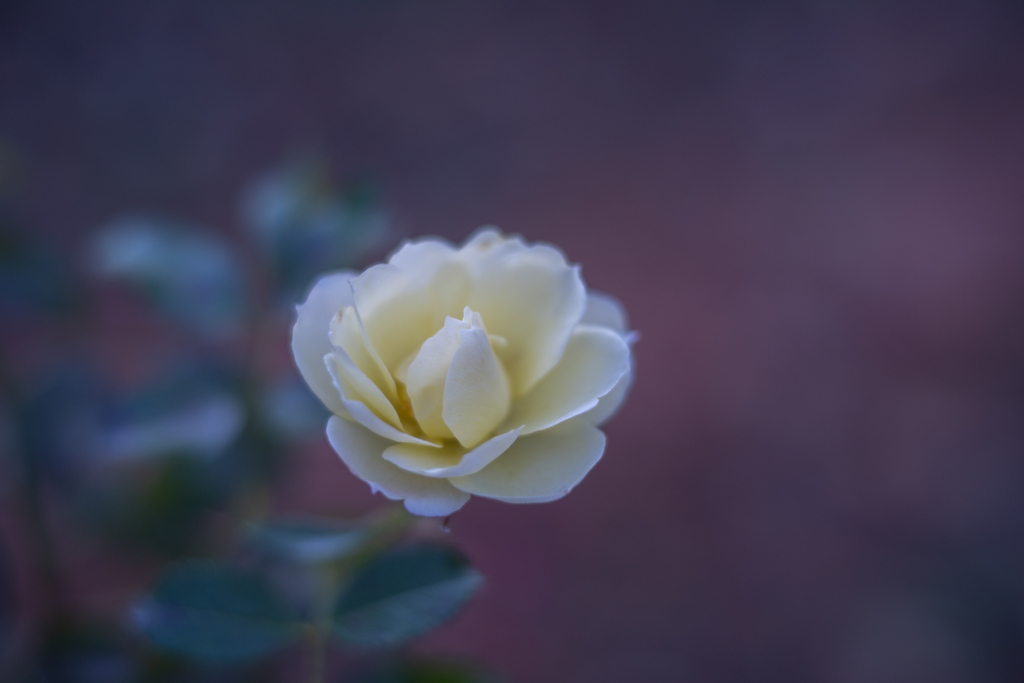 2025/11/04 Rose collection ♡ 37