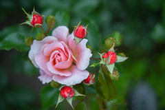 2024/05/30 Rose collection ♡ 03