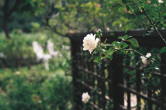 秋・・・白薔薇