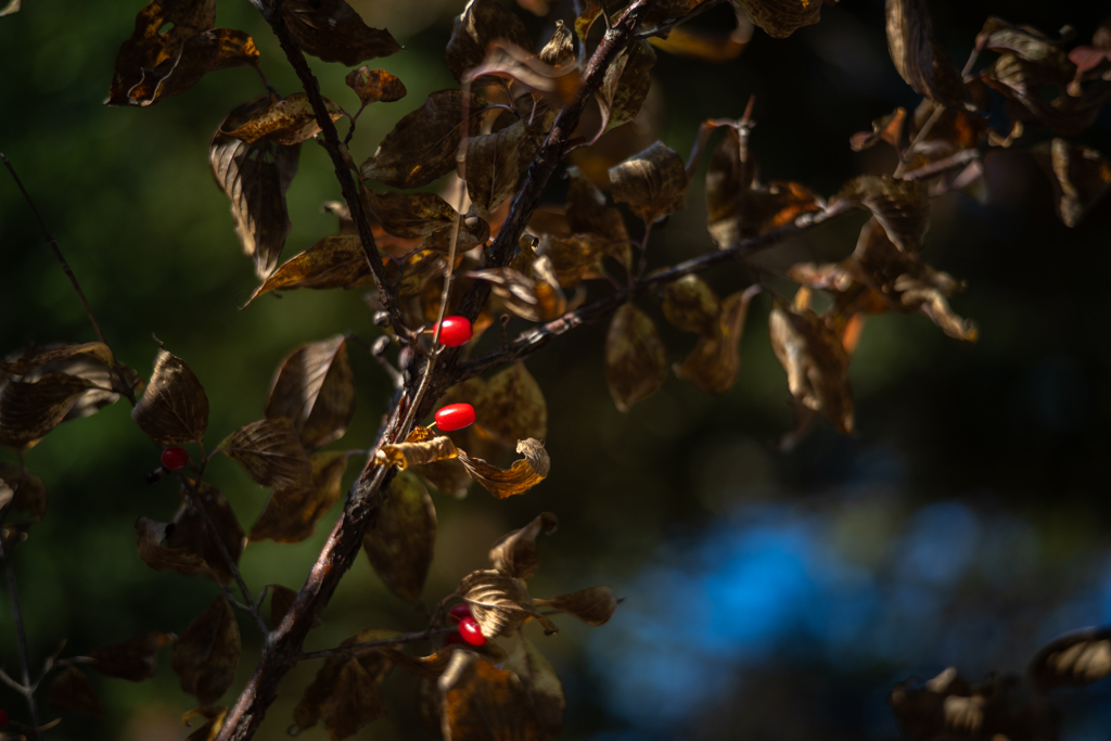 2025/11/14 秋珊瑚・・・♡