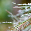 雪の朝・・・♬