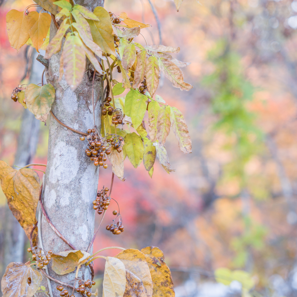 2022/11/12 Autumn colors・・・❤