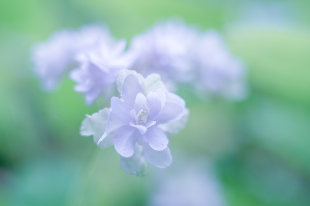 紫陽花 ♥ collection・・・2017-14