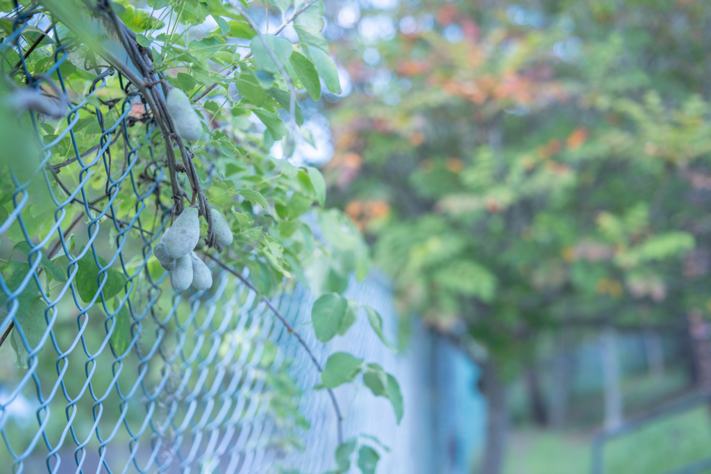 2025/09/06 ♥ fence ♥