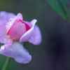 Rose collection  2018-20