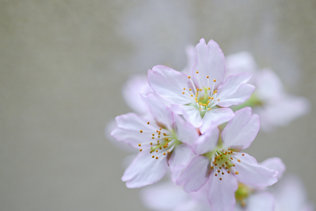 2024/03/26 啓翁桜・・・♡