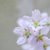 2024/03/26 啓翁桜・・・♡
