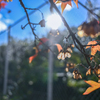 2024/11/23 ♥ fence ♥