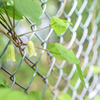 2024/04/29  ♥ fence ♥