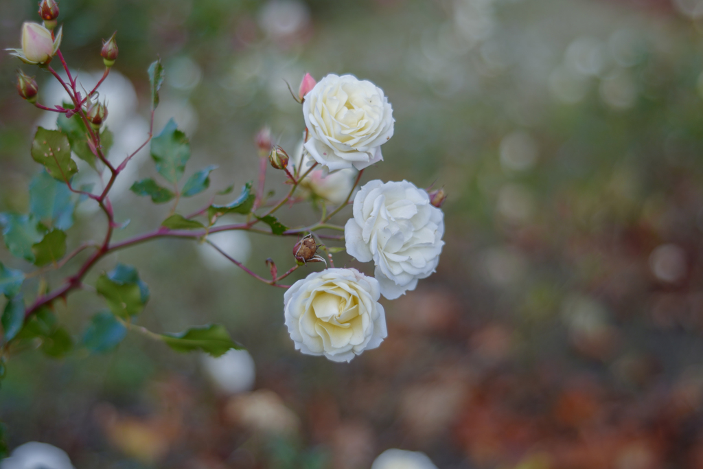 20211119 ♡ Rose collection 2021-35