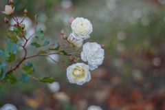 20211119 ♡ Rose collection 2021-35