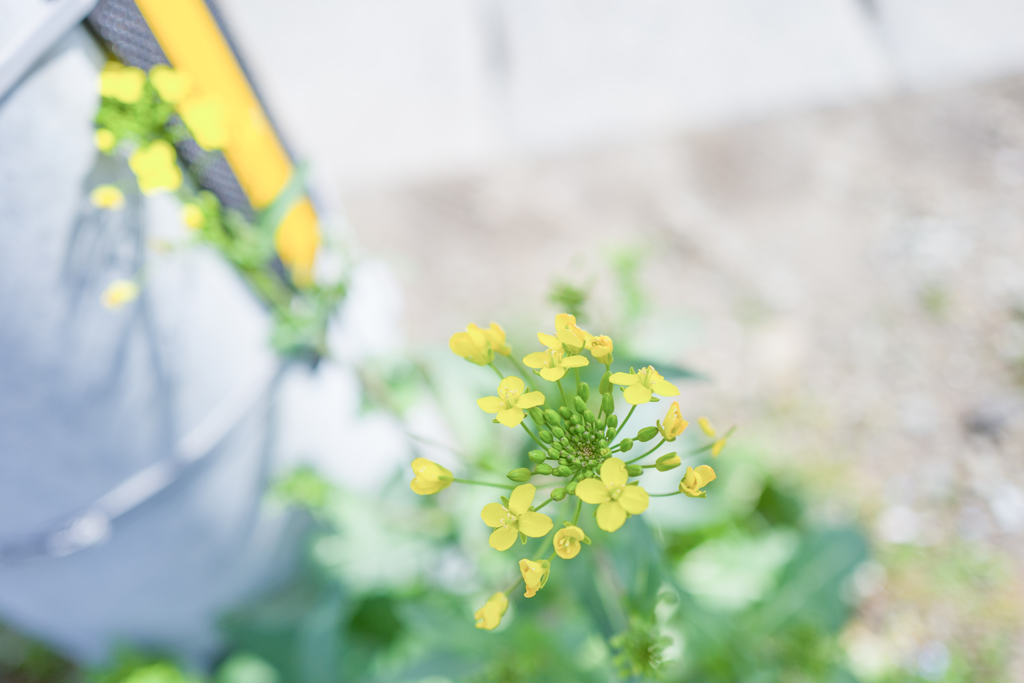名残り菜の花・・・♪