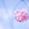 2023/04/02 さくら・・・♡