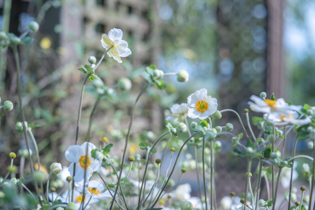 2025/09/19 秋の陽に・・・♡