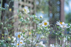 2025/09/19 秋の陽に・・・♡ 2025/09/19 秋の陽に・・・♡