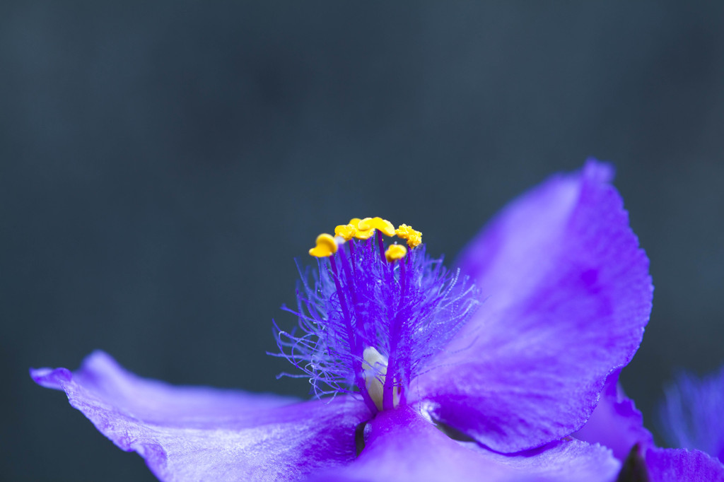 露草