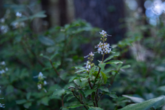 2025/09/22 秋に咲く・・・♡