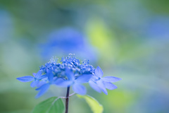 紫陽花 ♥ collection・・・2017-07