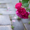 20210615 Rose collection ♡ 2021-13