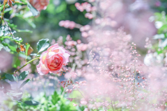 2024/06/05 Rose collection ♡ 05