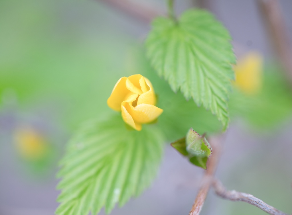 面影草・・・♡ by ぶぅみん （ID：7759612） 写真共有サイトPHOTOHITO