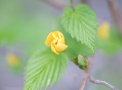 面影草・・・♡