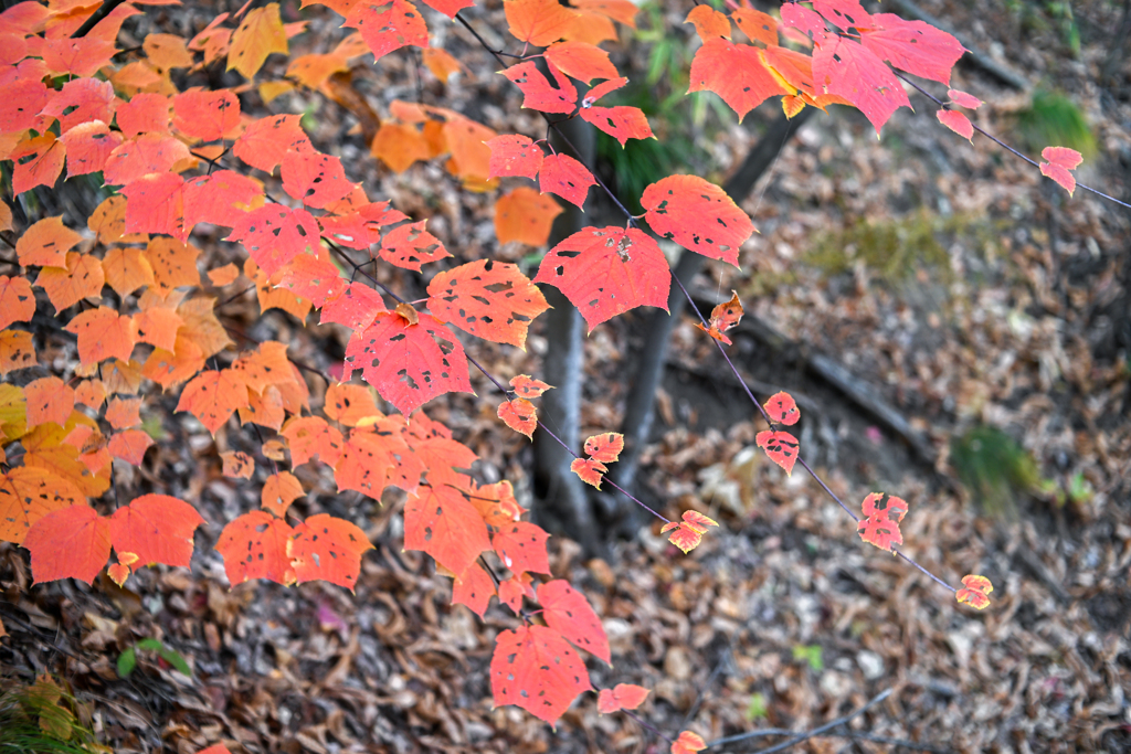 2023/11/23 Autumn colors・・・♡