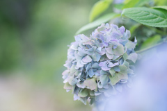 紫陽花 collection  2018-12