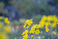 2025/11/04 まだいたのね・・・♡