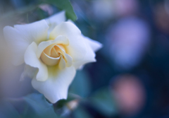Rose collection ♡ 2020-12