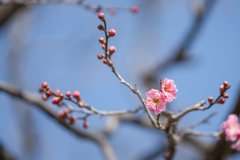 咲いた～♬