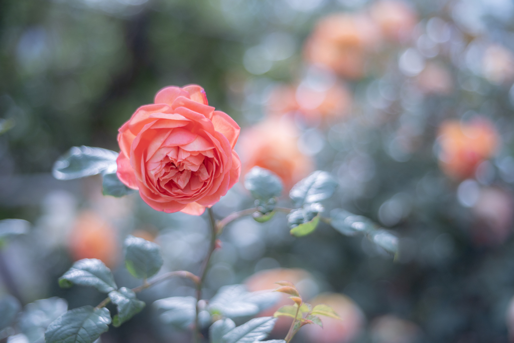 2025/06/12 Rose collection ♡ 12