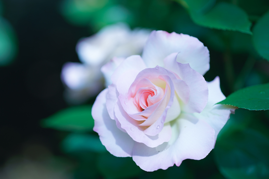 Rose collection ♡ 2016-13