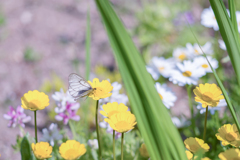 2023/05/12 ウスバシロチョウ・・・♡