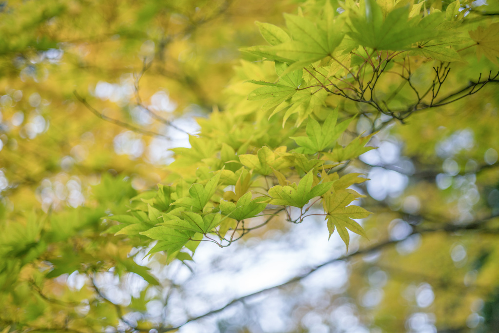 秋彩・毛越寺・・・ⅴ