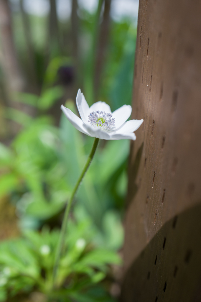 “あじさい”gardenにて・・・#1