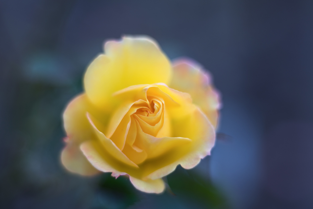 Rose collection  2019-22