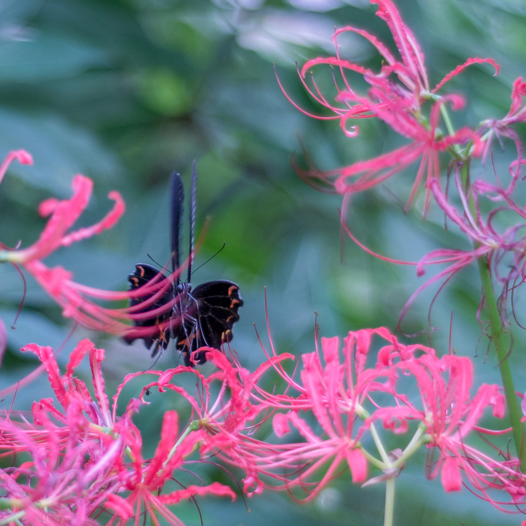 Le Rouge et le Noir・・・♪