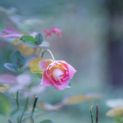 Rose collection ♡ 2017-24