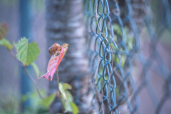 2025/09/23  ♥ fence ♥